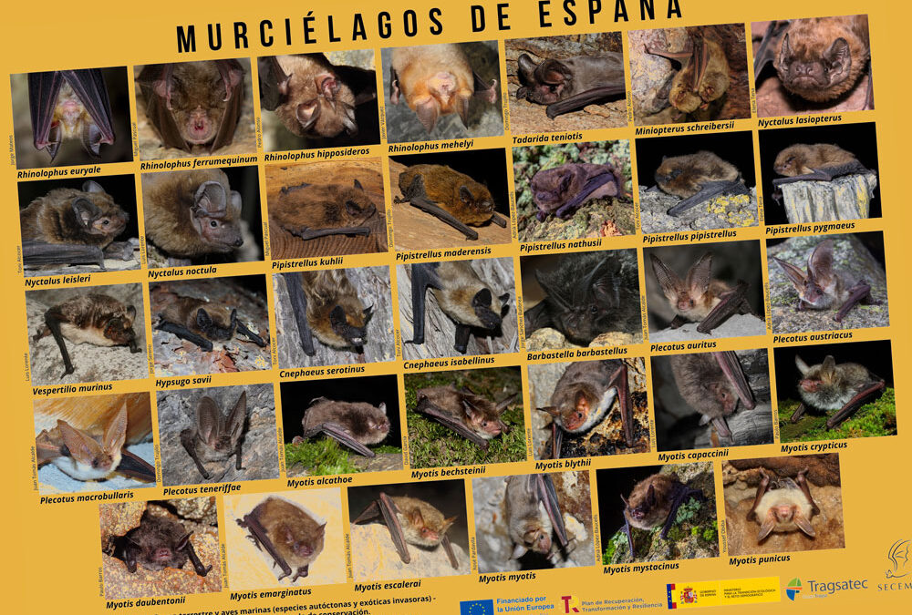 Murciélagos de Egulbati | Egulbatiko saguzarrak