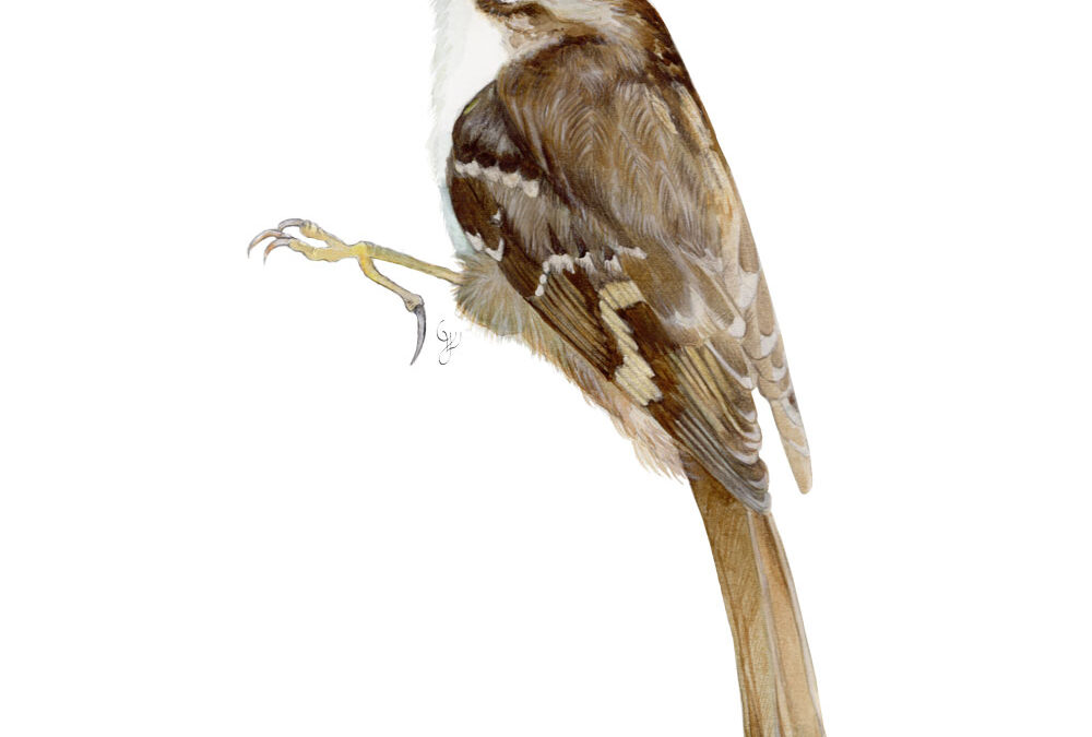 Paisaje, aves e ilustración científica | Paisaia, hegaztiak eta ilustrazio zientifikoa